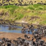 Which Kenya Safari Is Best for First Time Visitors