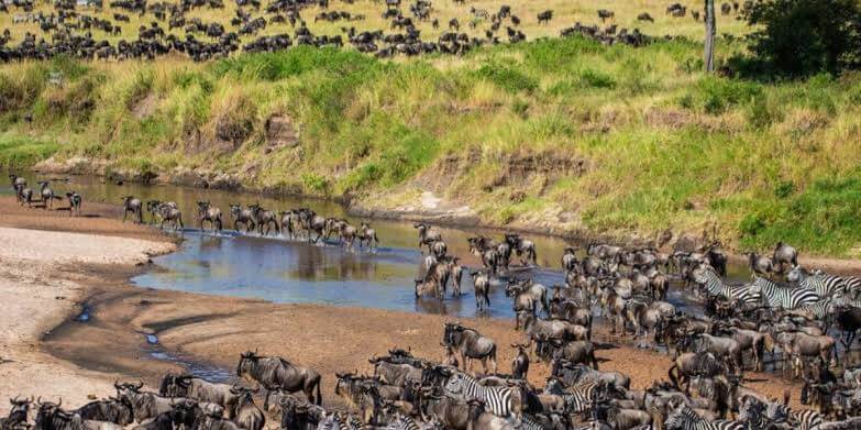 Which Kenya Safari Is Best for First Time Visitors