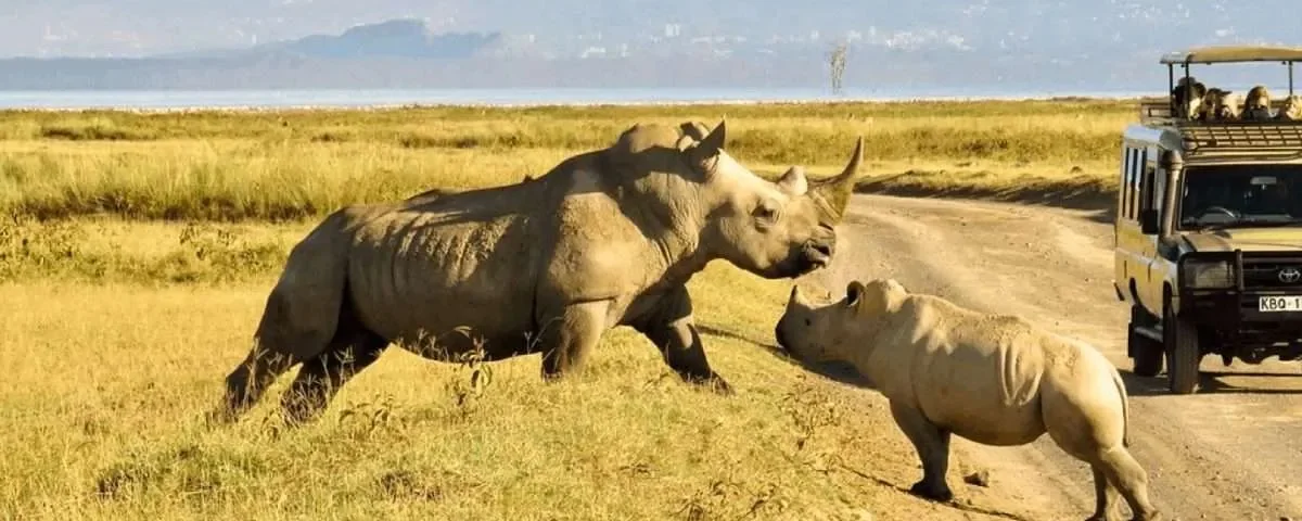 Which Kenya Safari Parks Have Rhinos? 