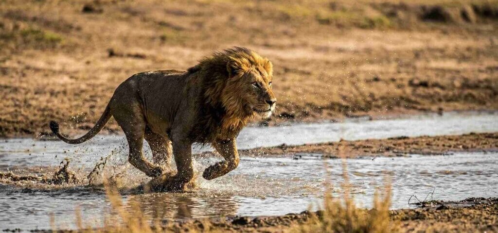 Which Kenya Safaris Are Best for Lions?