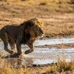 Which Kenya Safaris Are Best for Lions?