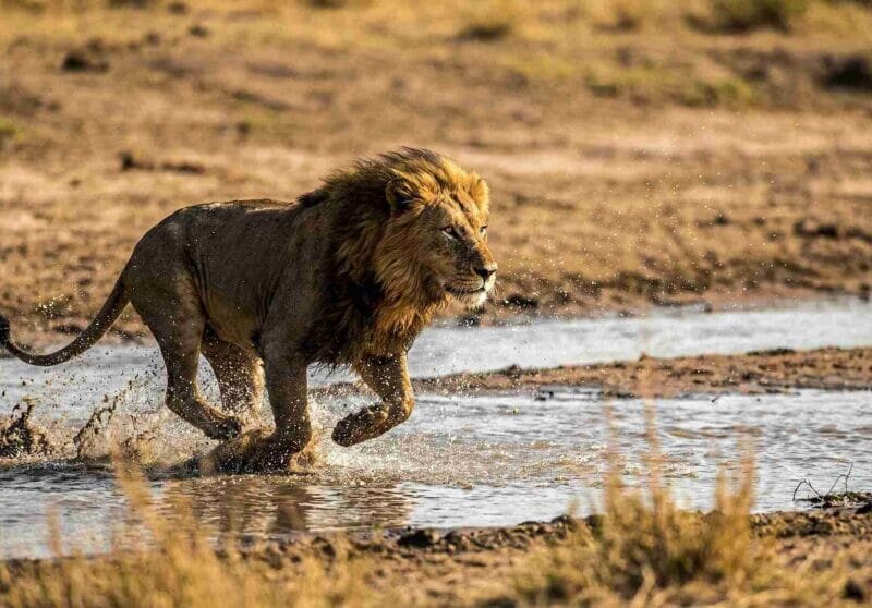 Which Kenya Safaris Are Best for Lions?