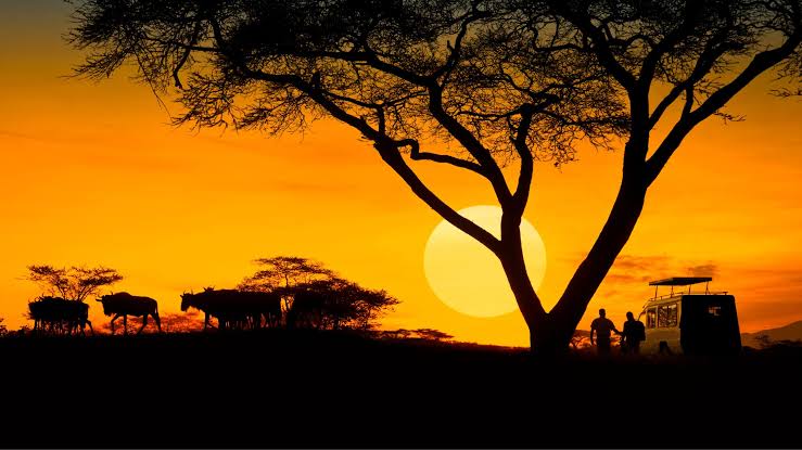 Which Kenya Safaris Are Most Affordable