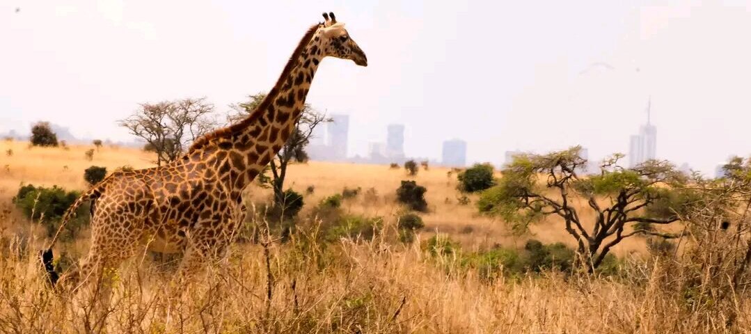 Which Kenya Safaris Start From Nairobi