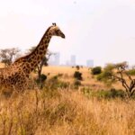 Which Kenya Safaris Start From Nairobi