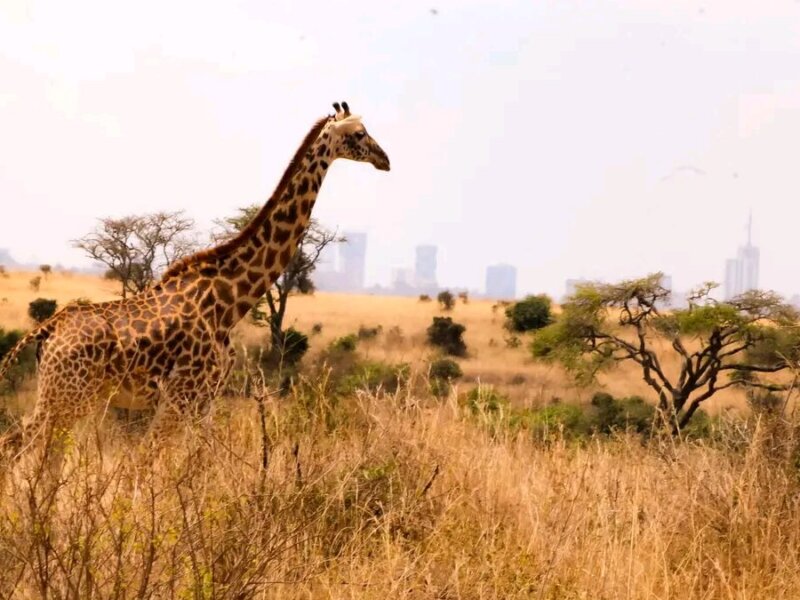 Which Kenya Safaris Start From Nairobi