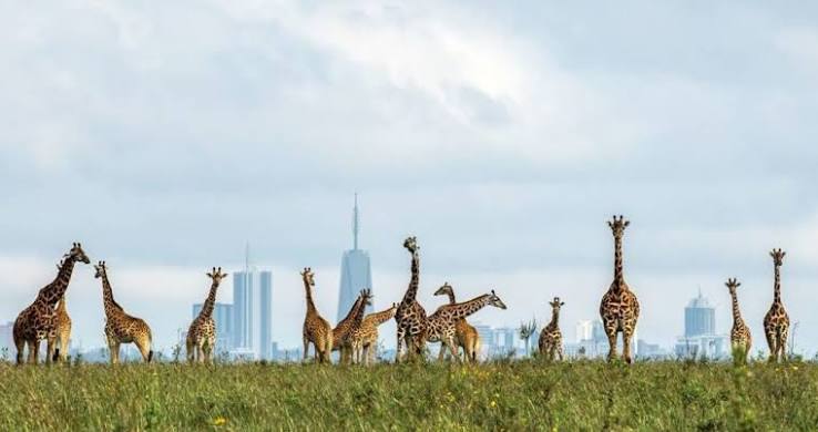 Which Kenya safari park is closest to Nairobi?