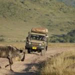 Which Safari Parks in Kenya Are Best for Honeymooners
