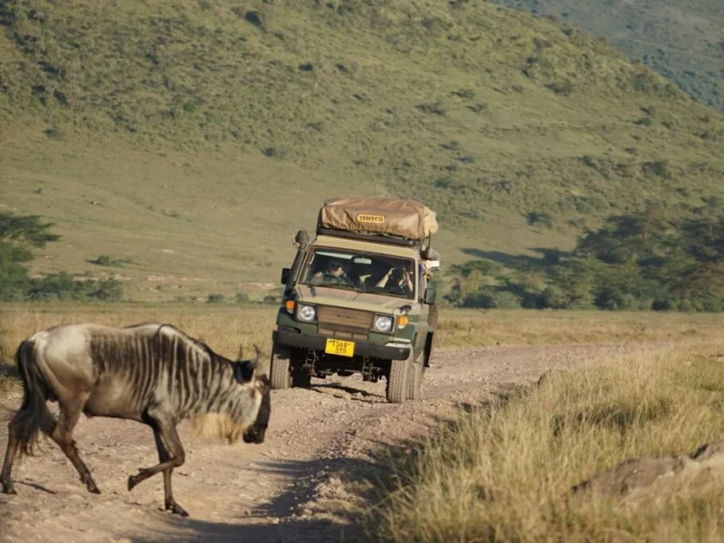 Which Safari Parks in Kenya Are Best for Honeymooners