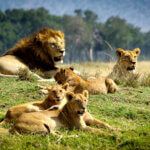 Which Tsavo park is better east or west