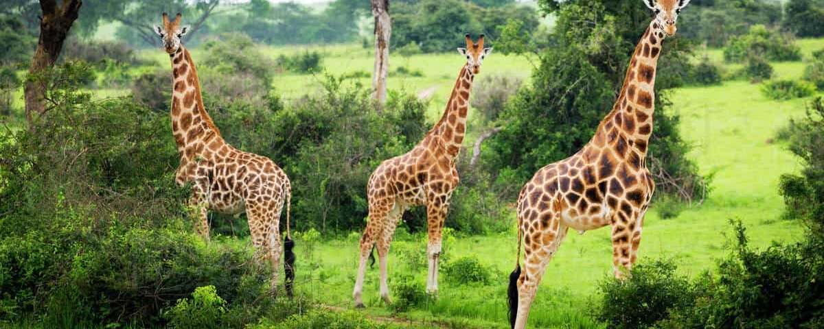 Which Uganda park is best for giraffes