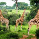 Which Uganda park is best for giraffes