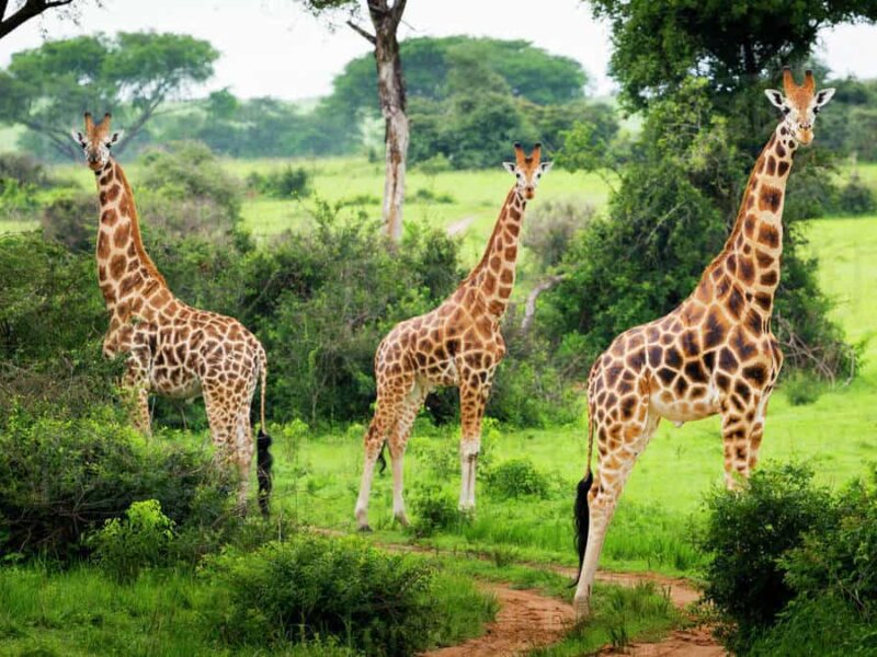 Which Uganda park is best for giraffes