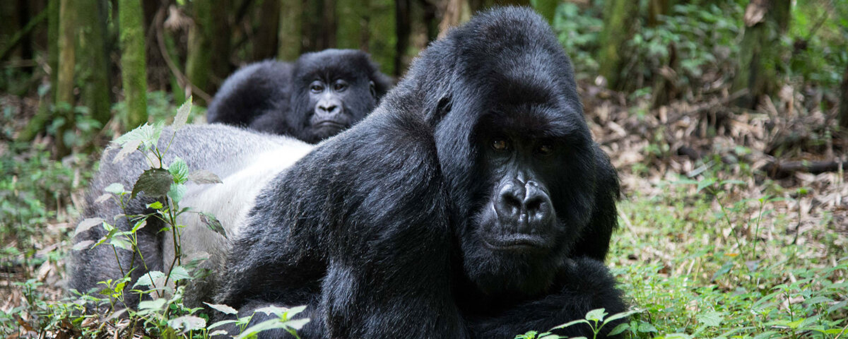 Which Uganda parks are best for photography