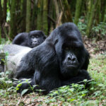Which Uganda parks are best for photography
