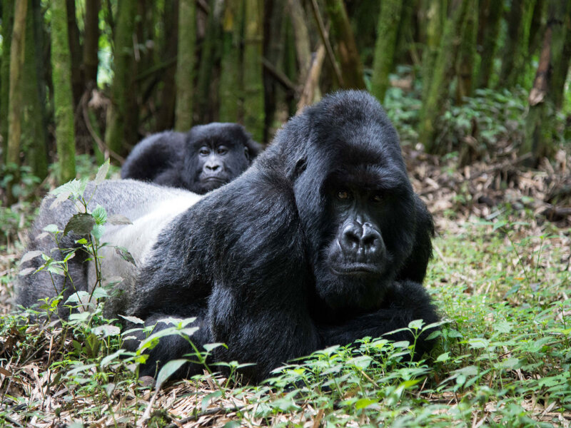 Which Uganda parks are best for photography
