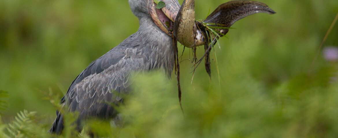 Which Uganda safari is best for birdwatching