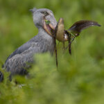 Which Uganda safari is best for birdwatching