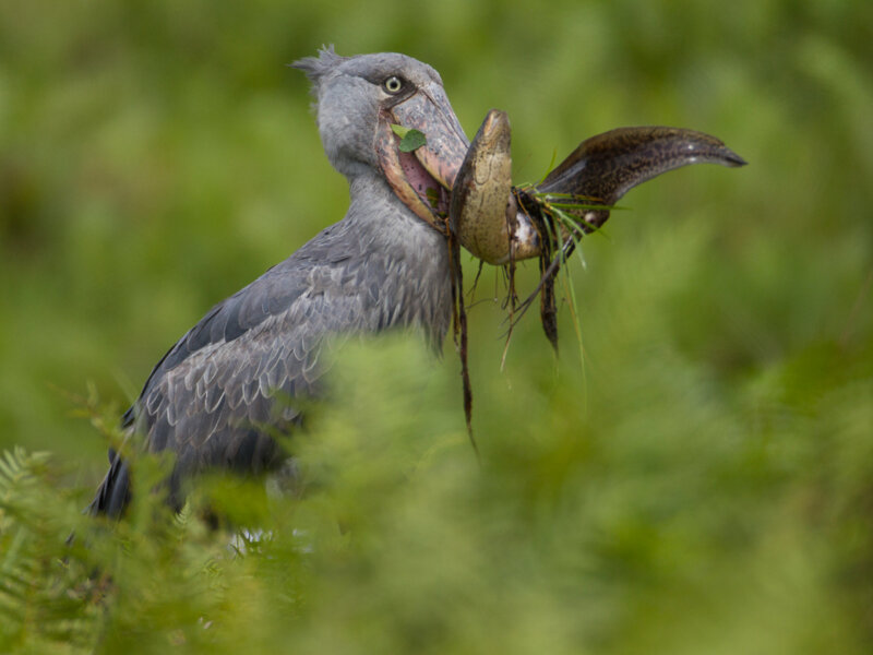 Which Uganda safari is best for birdwatching