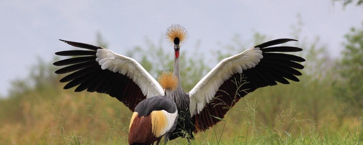 Why is Uganda called the Pearl of Africa