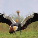 Why is Uganda called the Pearl of Africa