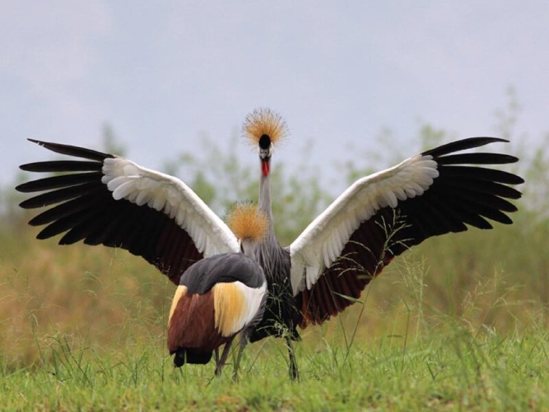 Why is Uganda called the Pearl of Africa