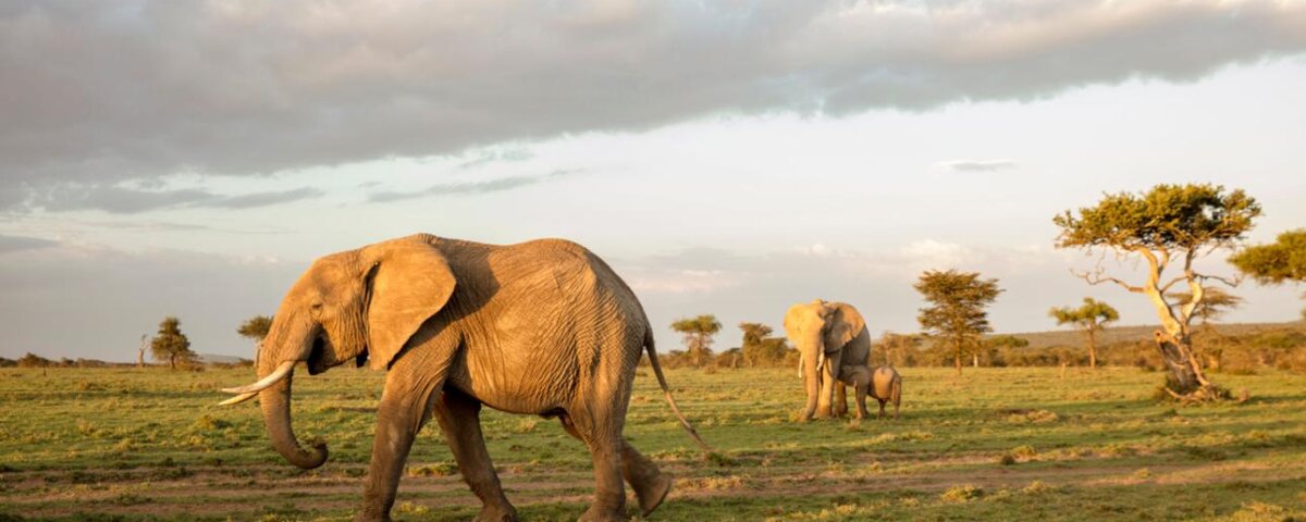 Why should I visit Rwanda for safari