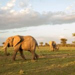 Why should I visit Rwanda for safari