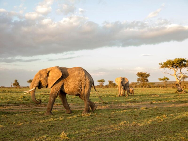 Why should I visit Rwanda for safari