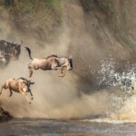 Which Month Has Mara River Crossings