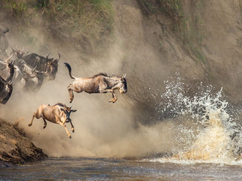 Which Month Has Mara River Crossings