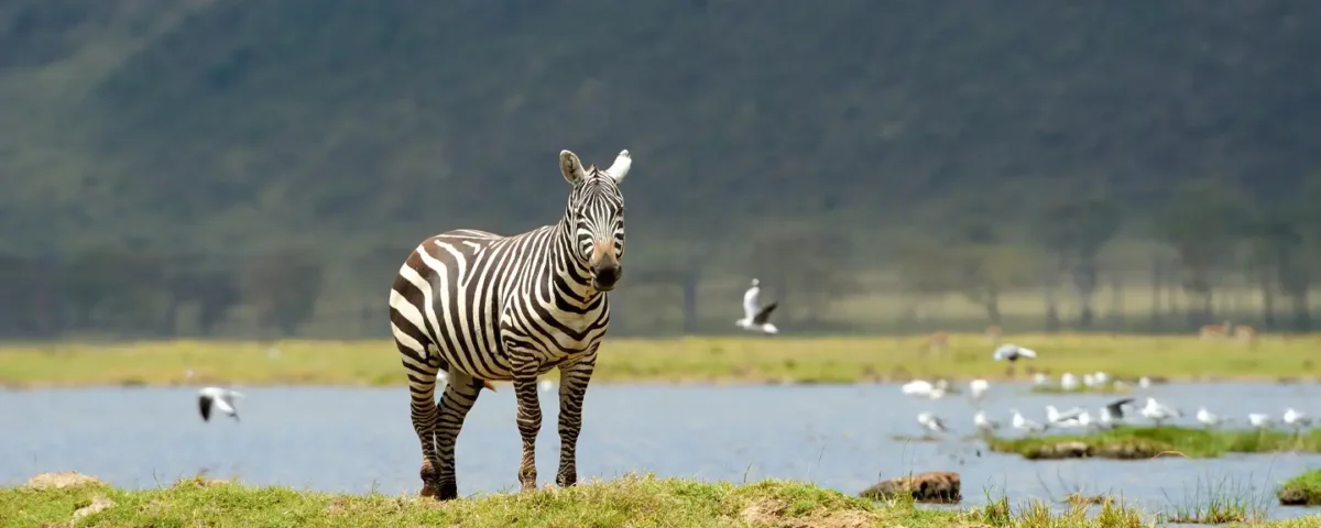 Can I Do Luxury Safari and Zanzibar