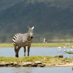 Can I Do Luxury Safari and Zanzibar