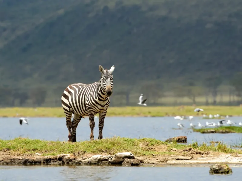 Can I Do Luxury Safari and Zanzibar