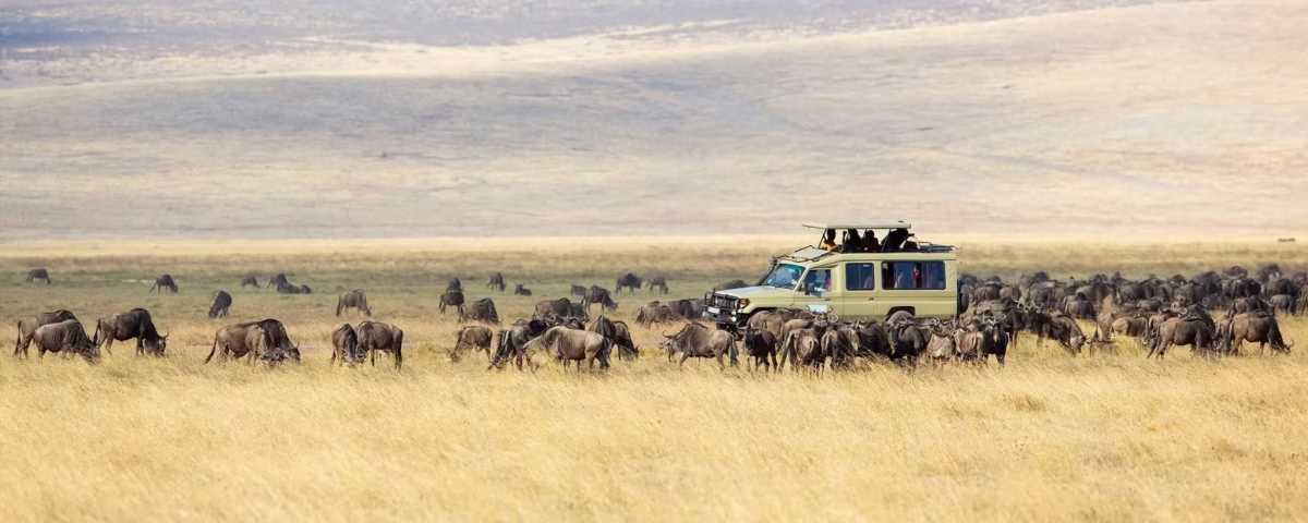 Is Migration Safari Worth It