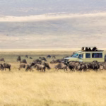 Is Migration Safari Worth It