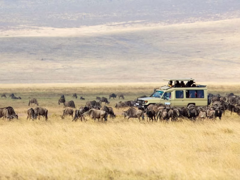 Is Migration Safari Worth It