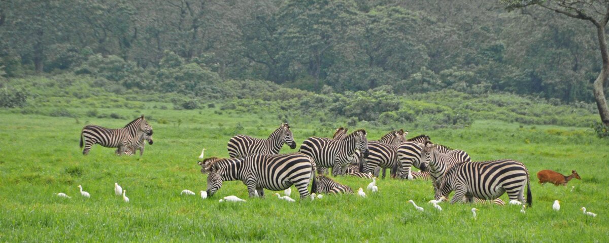 Which Park Has Most Wildlife in Tanzania