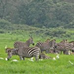 Which Park Has Most Wildlife in Tanzania