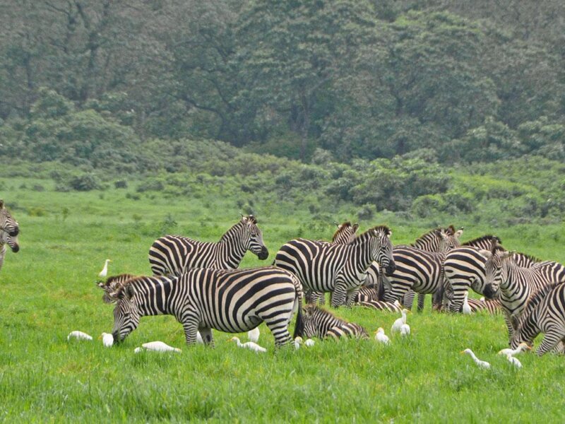 Which Park Has Most Wildlife in Tanzania