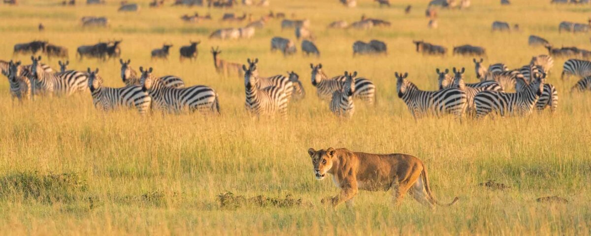 Which Parks Are Best for Budget Safaris?