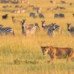 Which Parks Are Best for Budget Safaris?