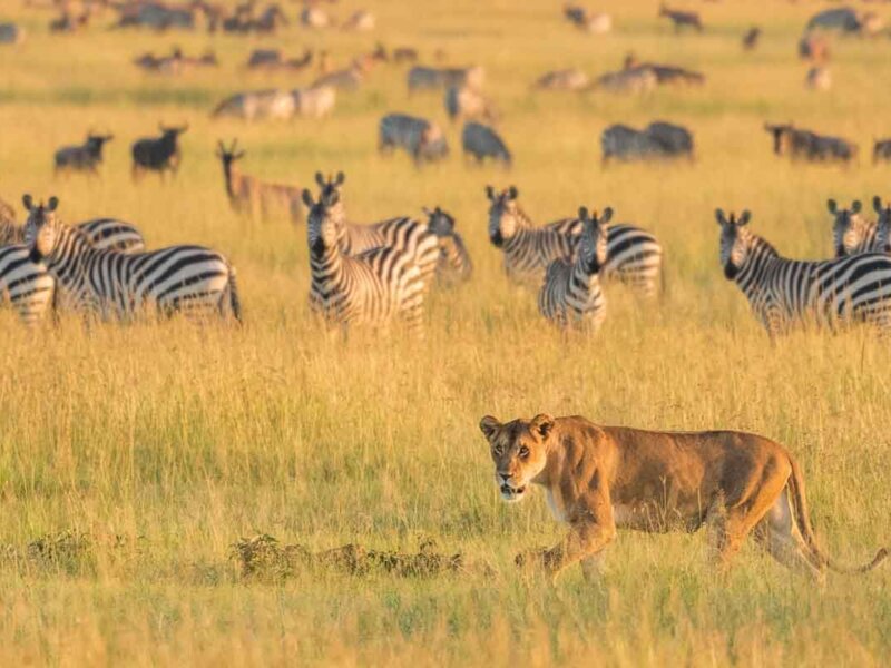 Which Parks Are Best for Budget Safaris?