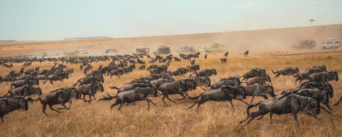 How Much Does Great Migration Safari Cost