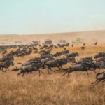 How Much Does Great Migration Safari Cost