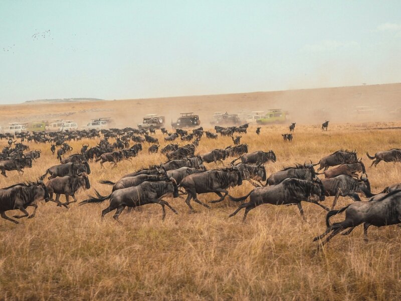 How Much Does Great Migration Safari Cost