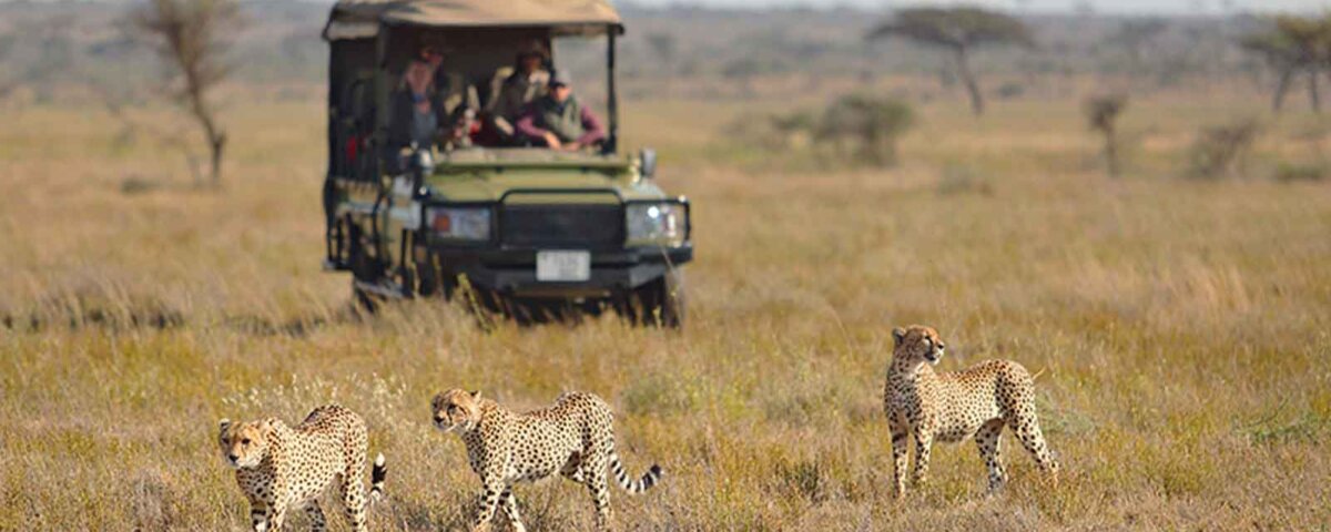 Can I See Cheetahs in Serengeti