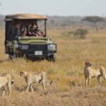 Can I See Cheetahs in Serengeti