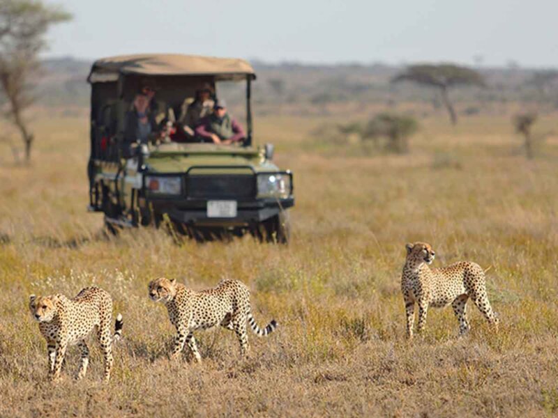 Can I See Cheetahs in Serengeti