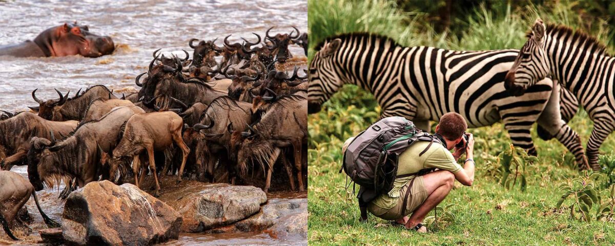 What Is the Best Migration Safari Company